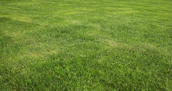 How to Repair Brown Spots and Summer Lawn Damage
