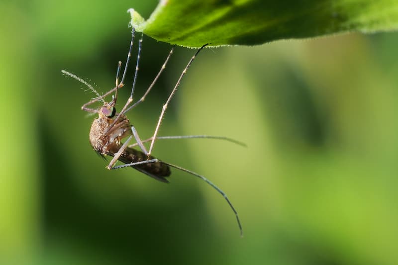 Protecting Your Landscaping From Mosquitos