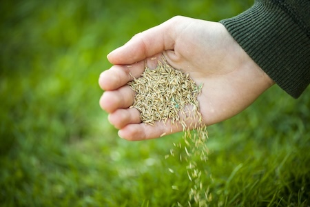 Why Early Fall Is the Best Time to Improve Your Lawn
