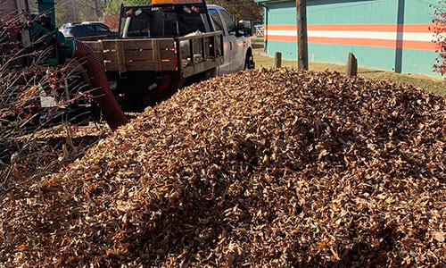 Leaf Removal