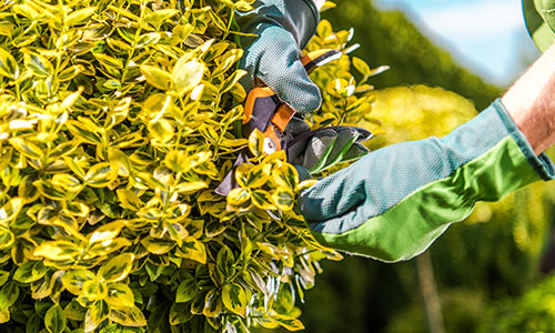 Shrub Trimming